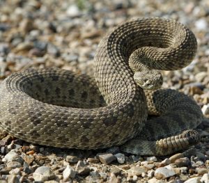 A rattlesnake with a threatening pose