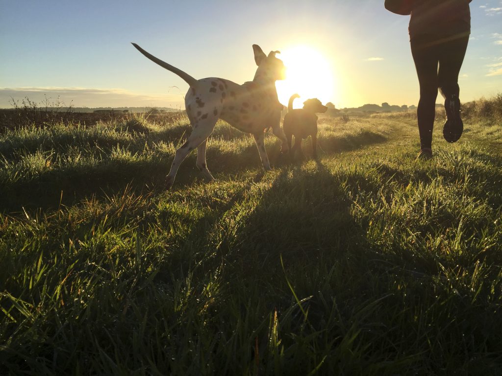 A person running in a field with two dogs