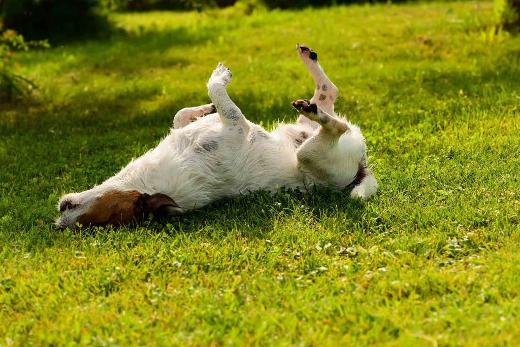 A dog rolling around in a grassy field