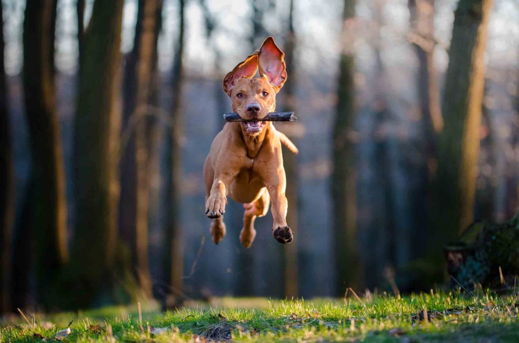 A running dog mid-air with a stick in its mouth