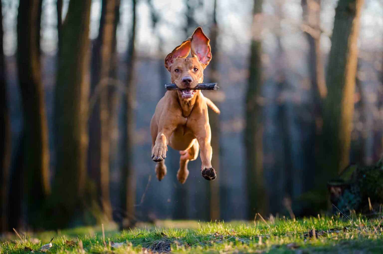 New Year, New Pet Care Resolutions
