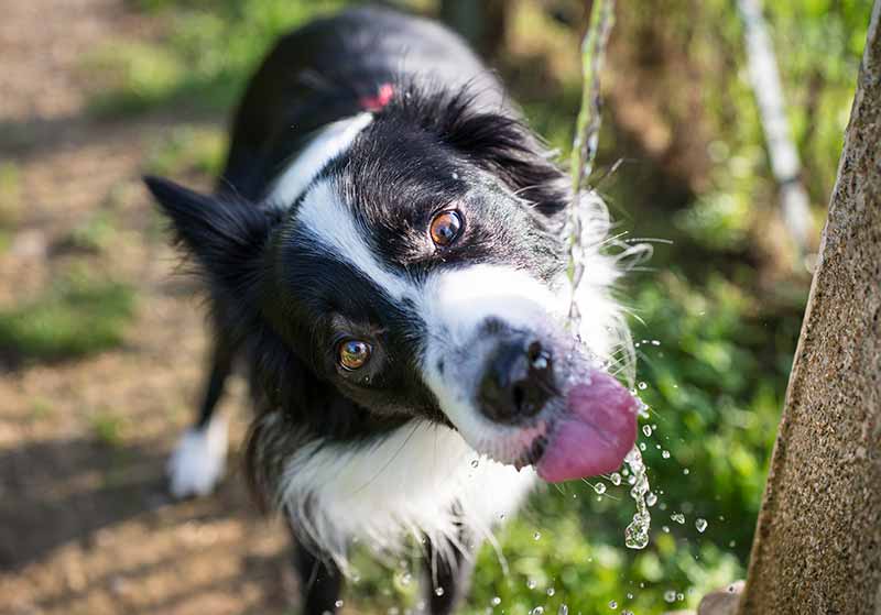 Keep Cool with Pet Heat Safety Tips from BEEVET | BeeVet Animal Hospital Keep Cool with Pet Heat Safety Tips from BEEVET | BeeVet Animal Hospital
