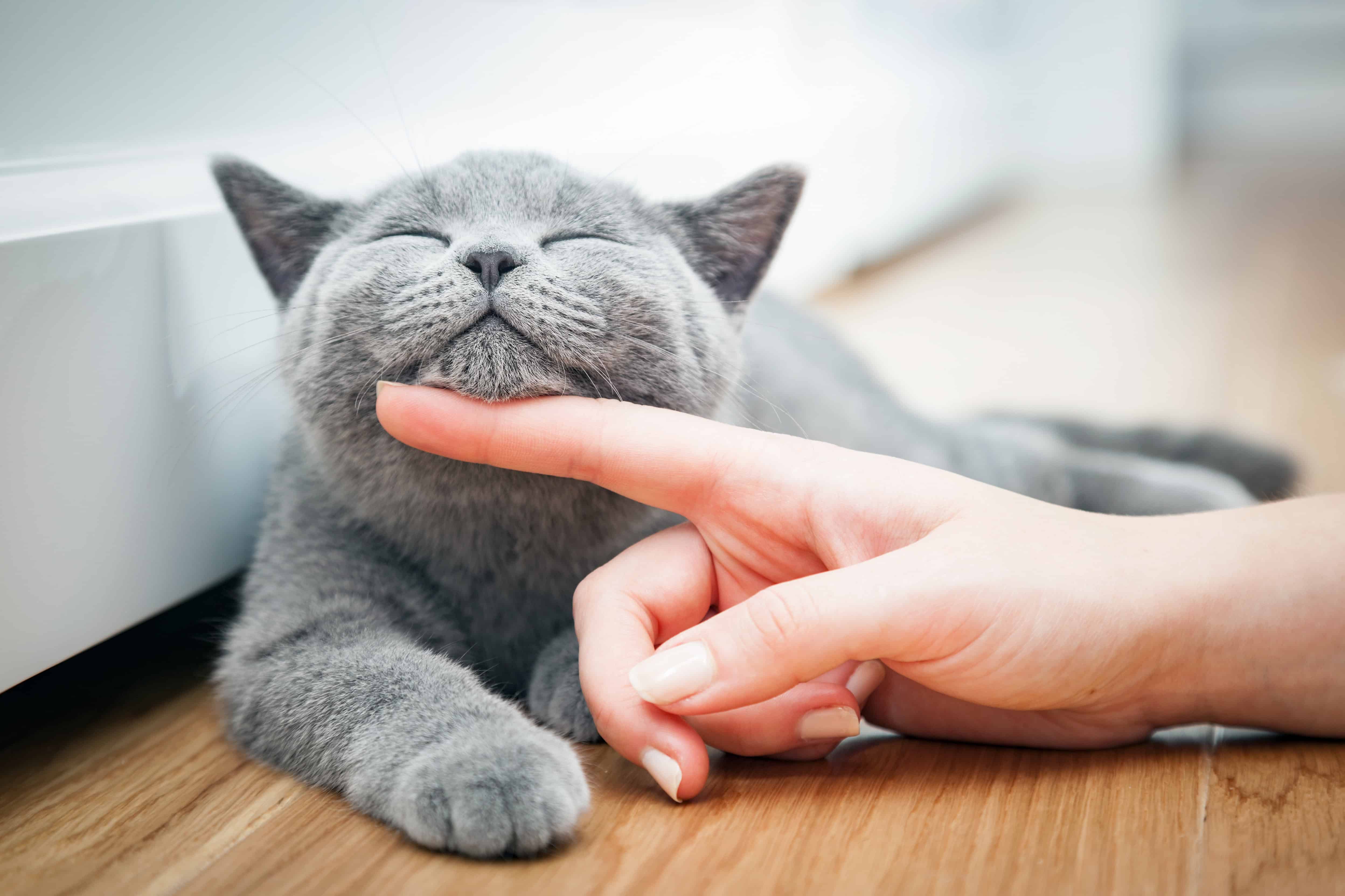 A cat being scratched on the chin