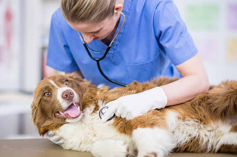Veterinary technicians, or vet techs, are the backbone of veterinary care.