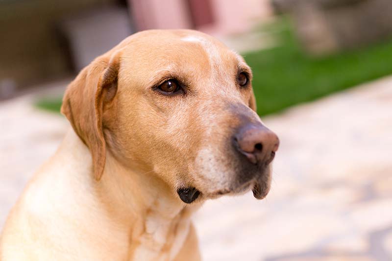 You should totally adopt a senior pet.