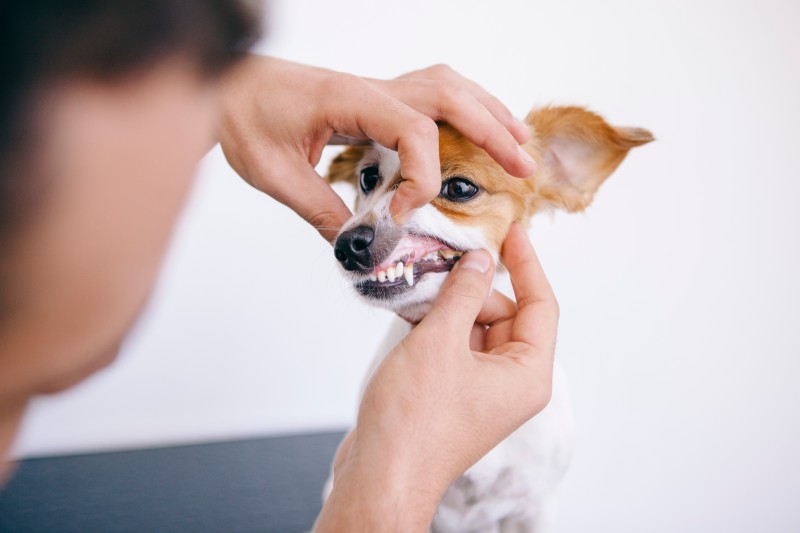 Pet dental cleanings are vital to pet dental health and pet wellness. 