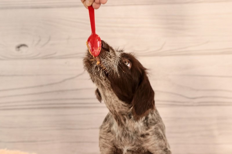 A dog licking the peanut butter spoon