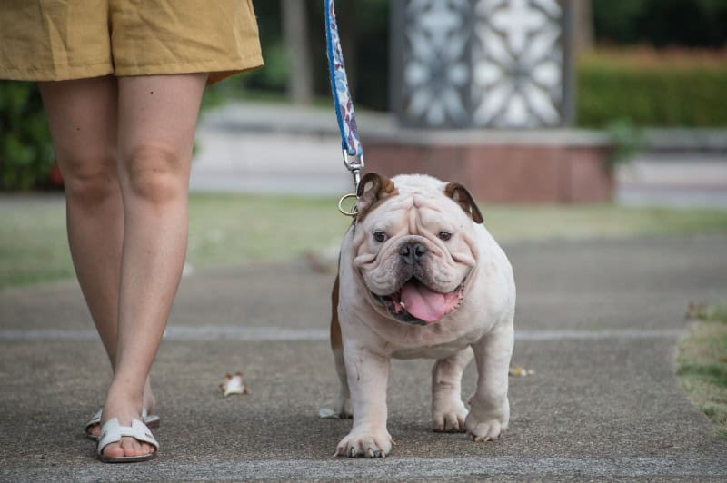 A bulldog walking with their human