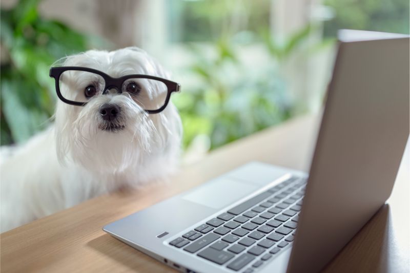 A white dog wearing glasses in front of a laptop