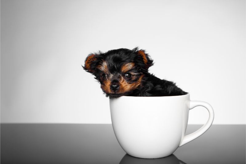 A toy dog breed is sitting in a white teacup against a white and gray background