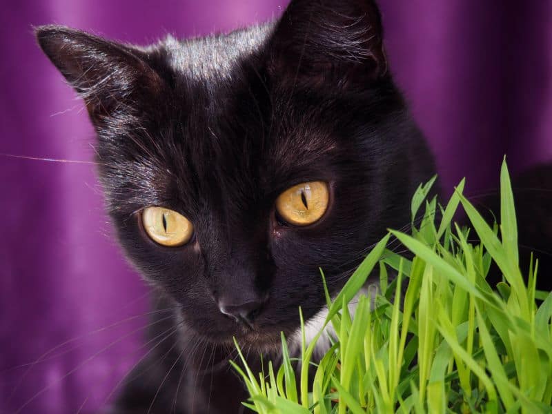 A black cat hiding in grass