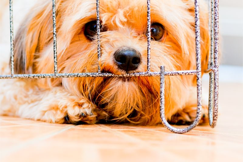 A terrier laying in a crate