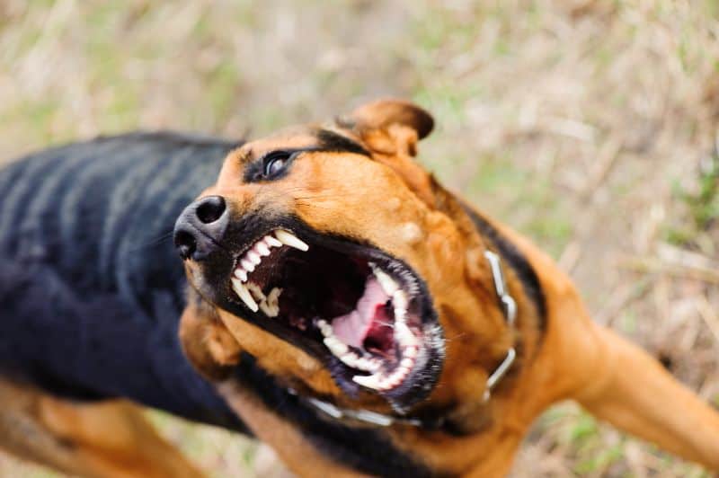 A dog snarls and bares its teeth to the camera