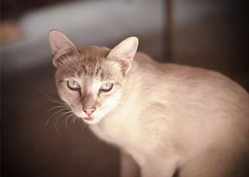 A short-haired cat looking at the camera