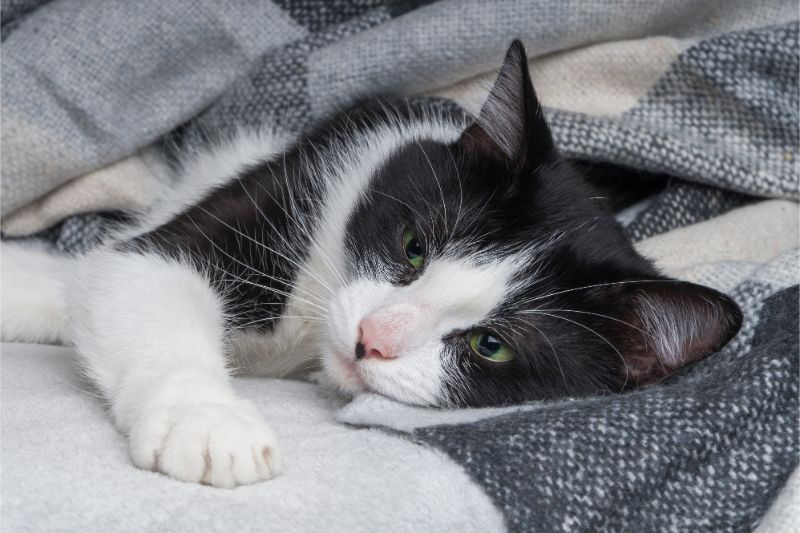 A black and white cat laying in a blanket