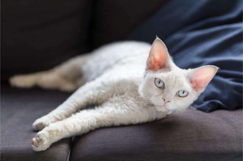 A white cat laying on the couch