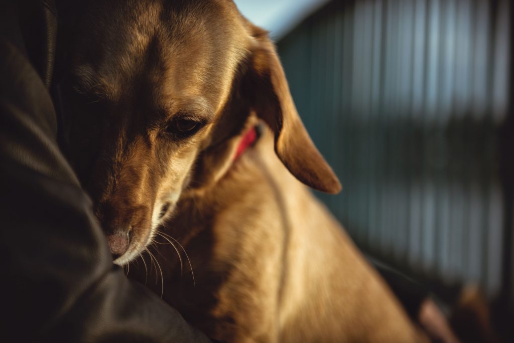 A dog cuddling with their human
