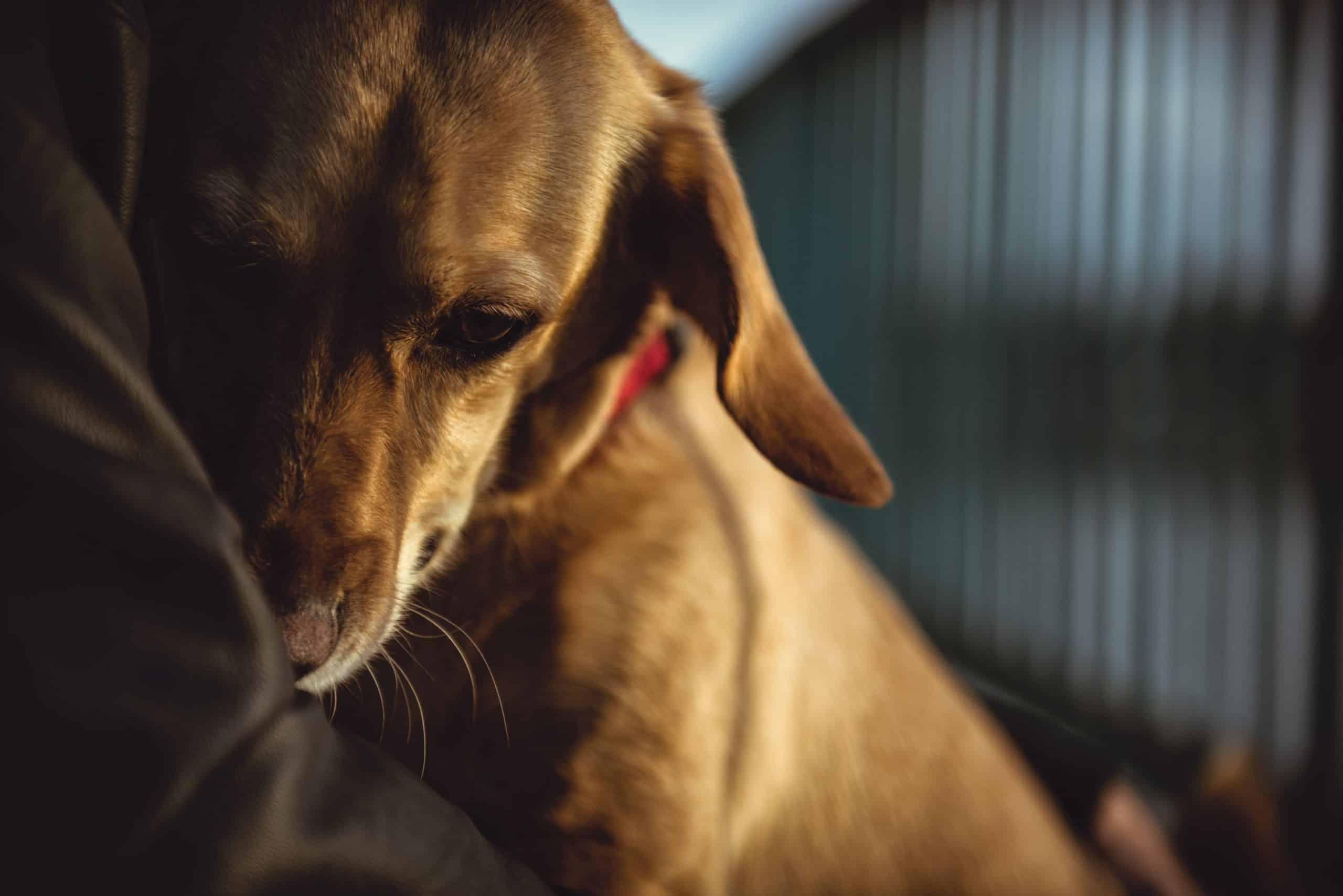 When to Say Those Final Goodbyes: Your Pet’s End of Life ﻿