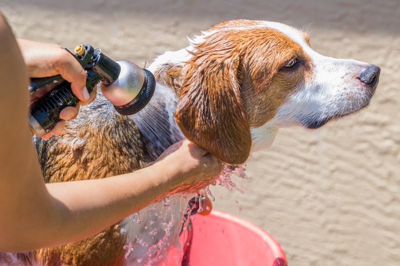 A dog being bathed outdoors