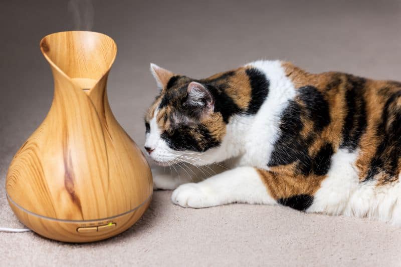 A tabby cat sniffing a diffuser