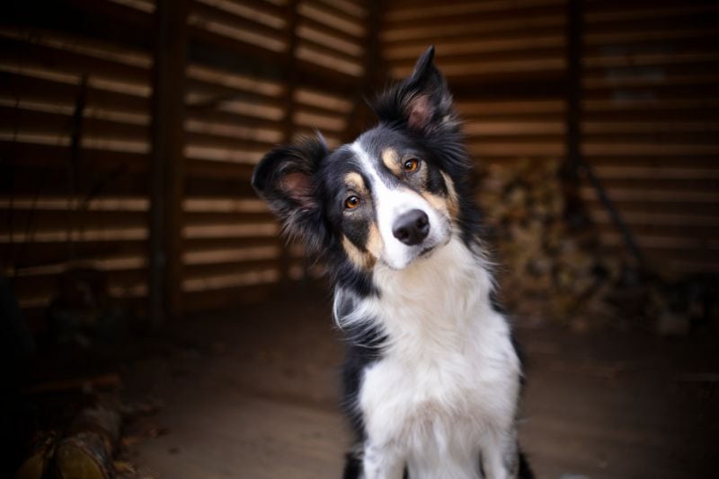 A curious dog looking at the camera