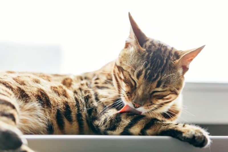 A cat cleaning itself. Cat hairballs can result from this normal and routine behavior.