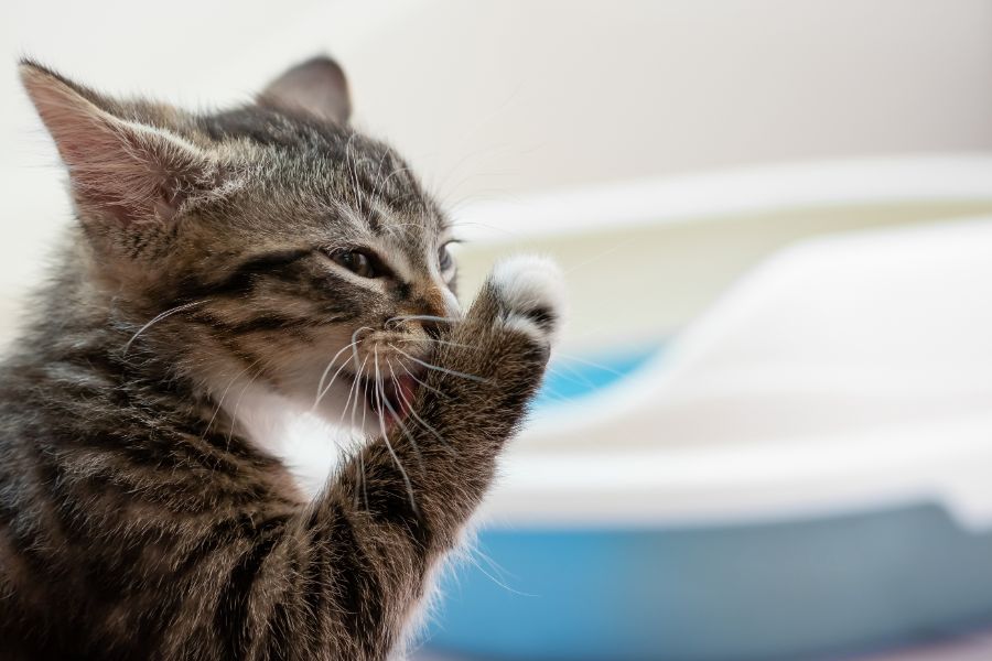 A cat licks its paw. 