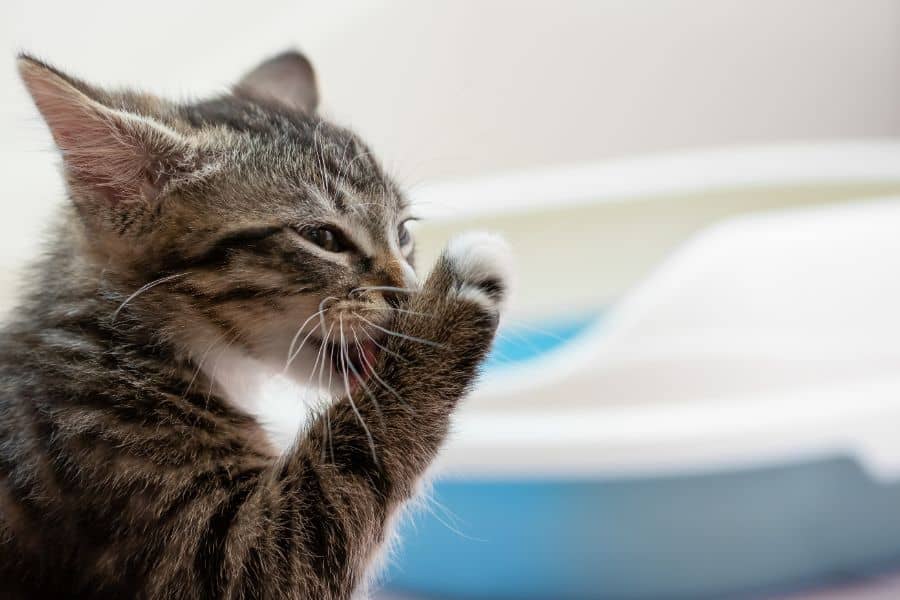 Scare Your Cat
