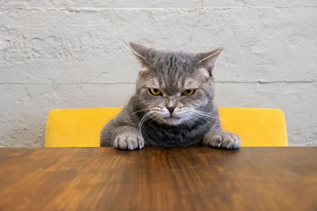 An angry cat sits at a table.