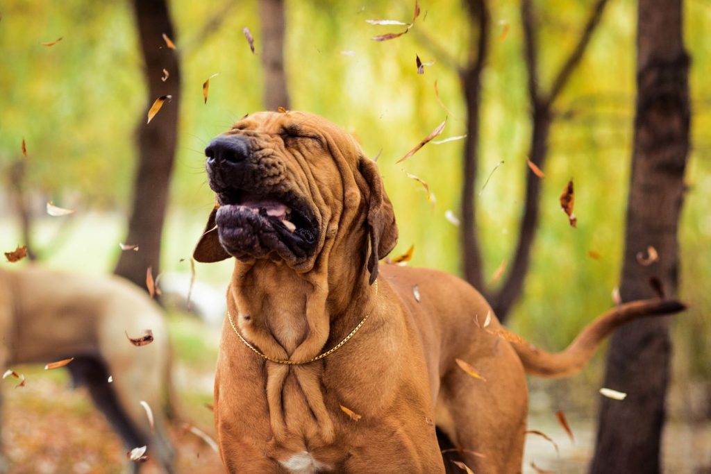 A brown dog experiencing a reverse sneeze.