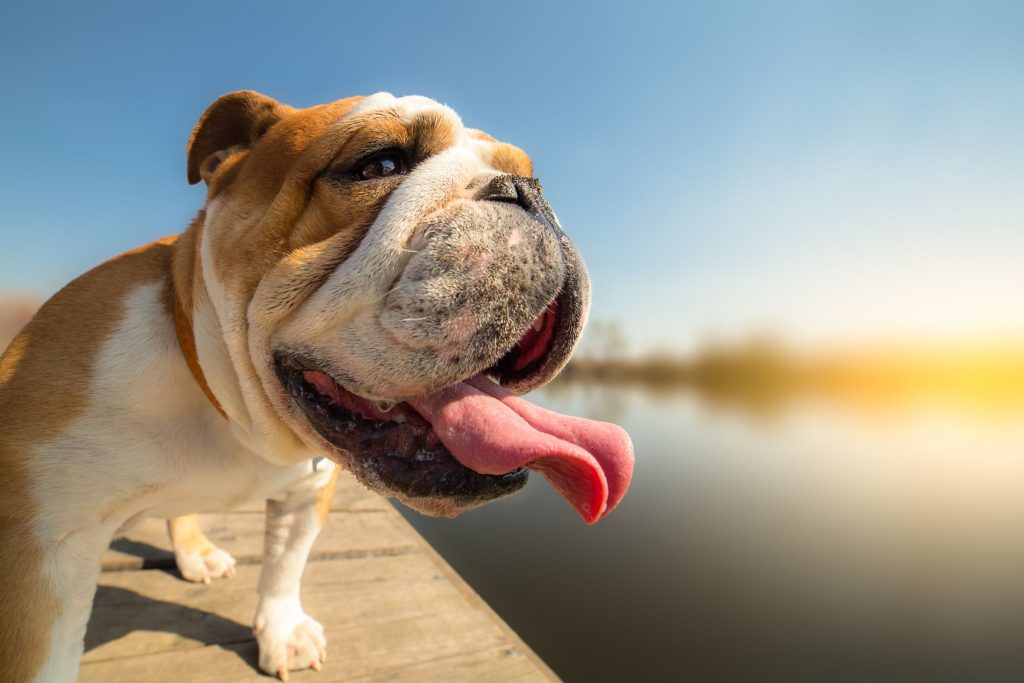 A bulldog with its tongue out on a dock near a lake. 