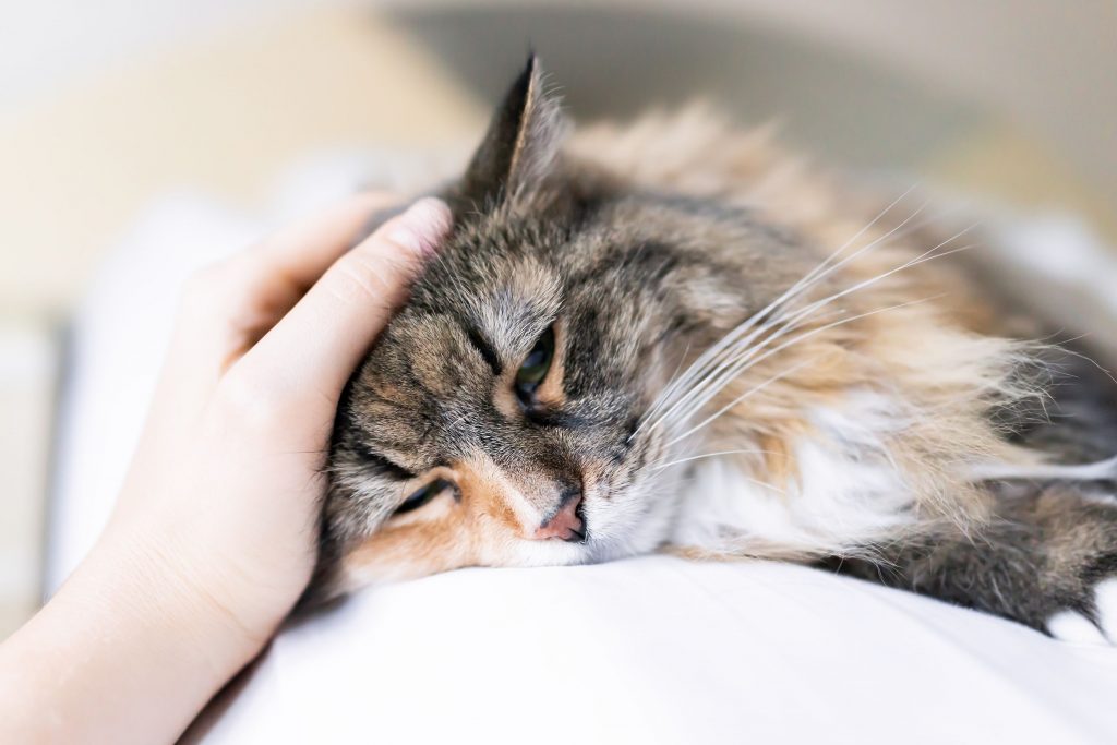 Human petting a sad calico Maine coon cat that is lying down.
