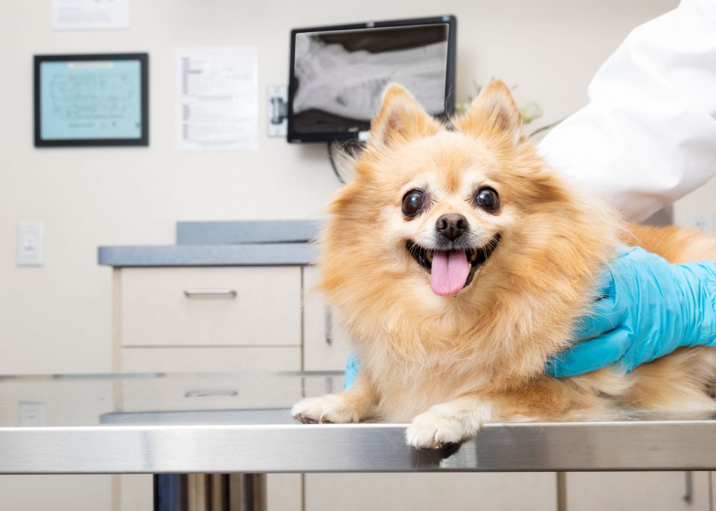 Pomeranian puppy at the veterinary office. 