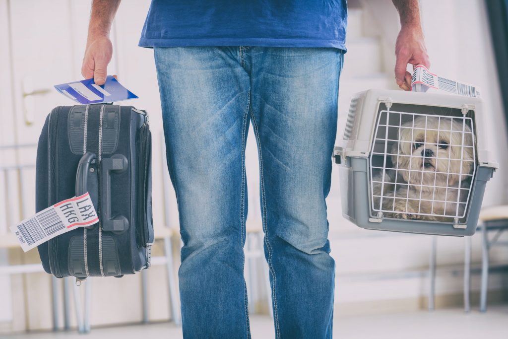 Dog in pet carrier at the airport.