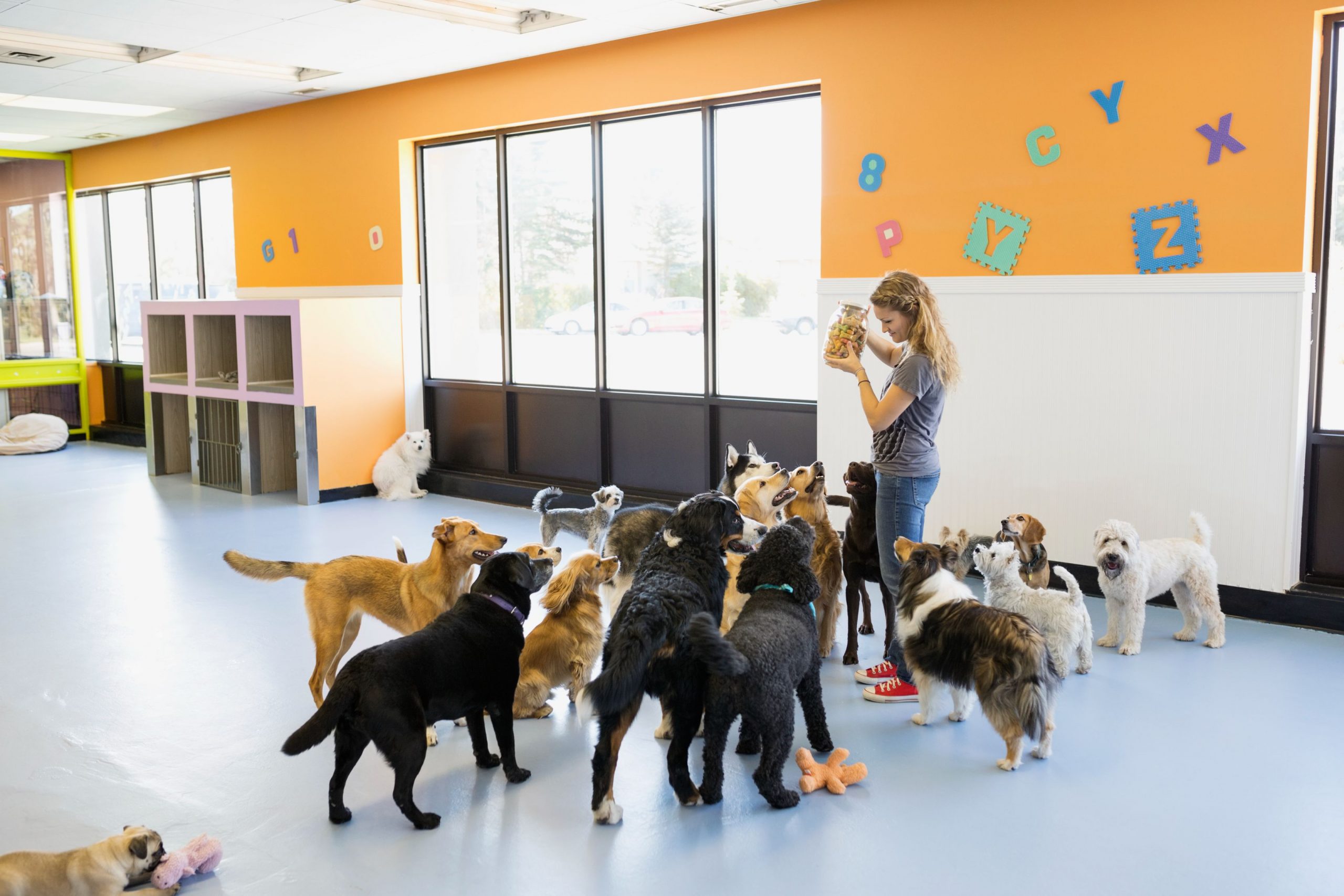 dogs at doggy daycare