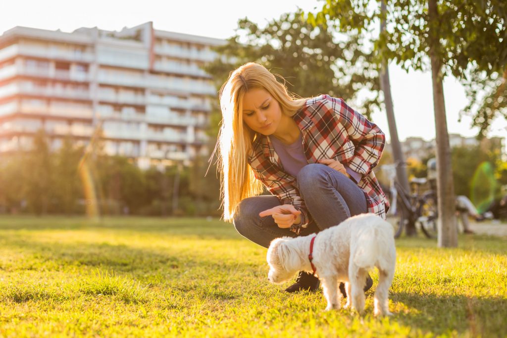 Pet owner scolding their Maltese dog at park.