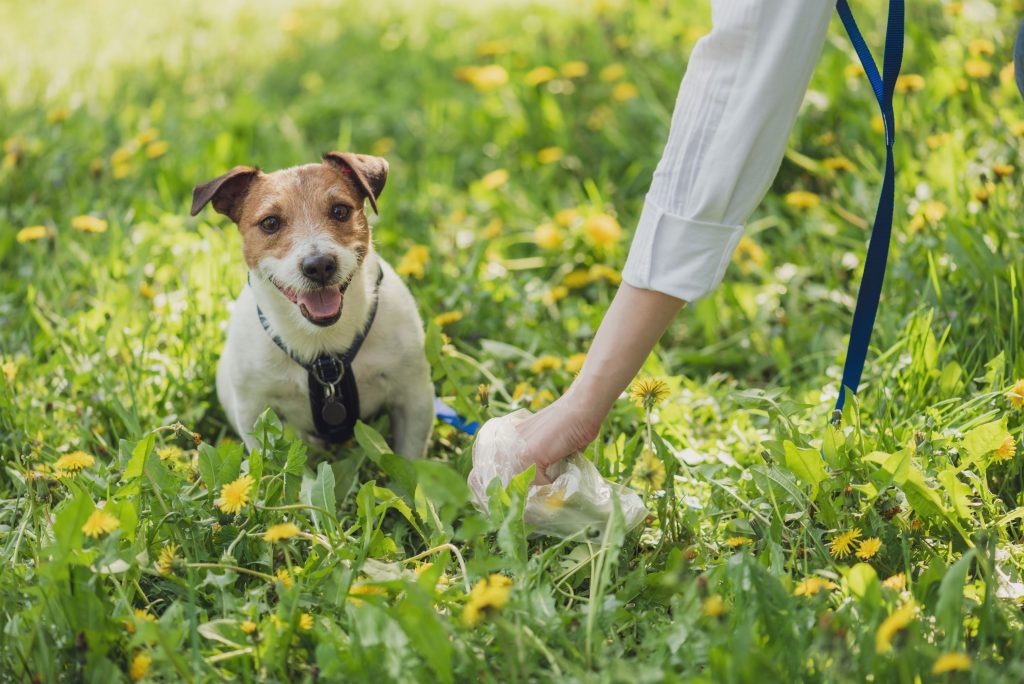 Dog outside in a yellow field of flowers.