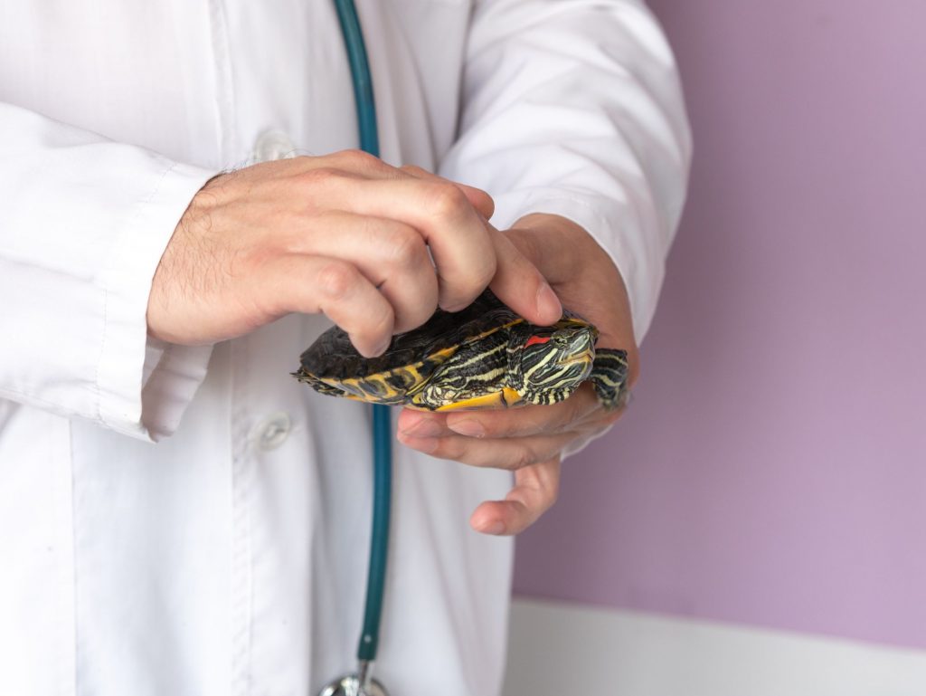 veterinarian holding red-eared slider turtle.