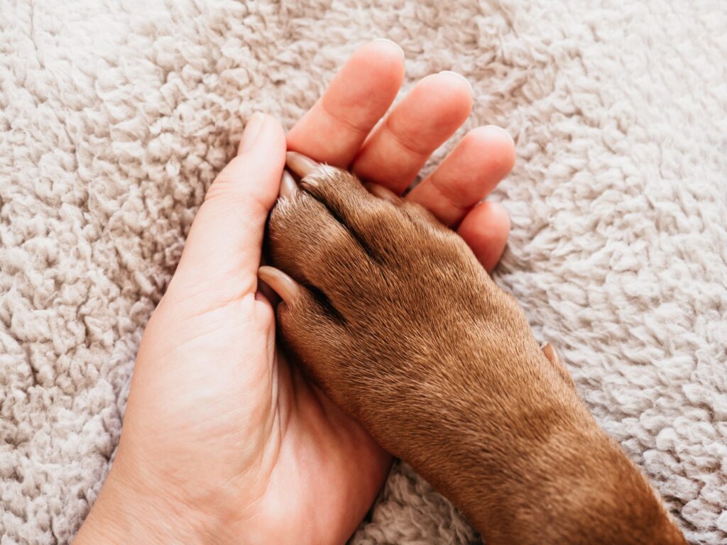 person holding dog paws.