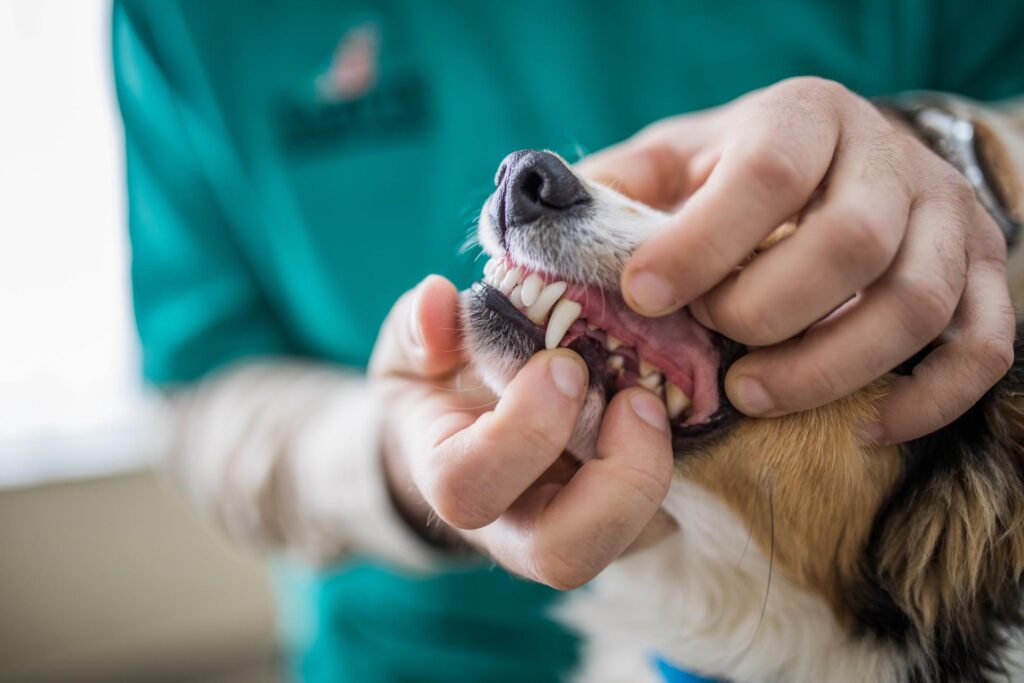 Preventing and Managing Tooth Resorption in Cats and Dogs BeeVet