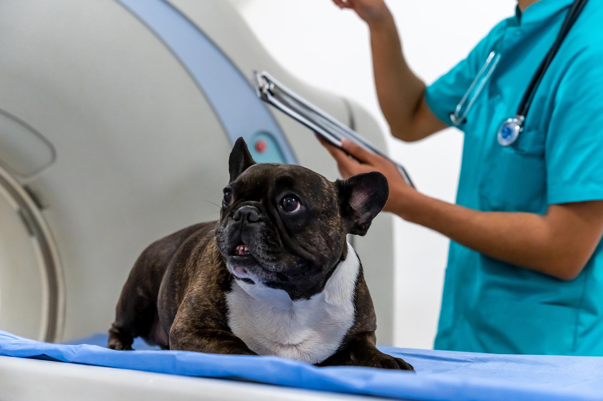 Canine and Feline Stroke: Signs, Causes, and Emergency Treatments
