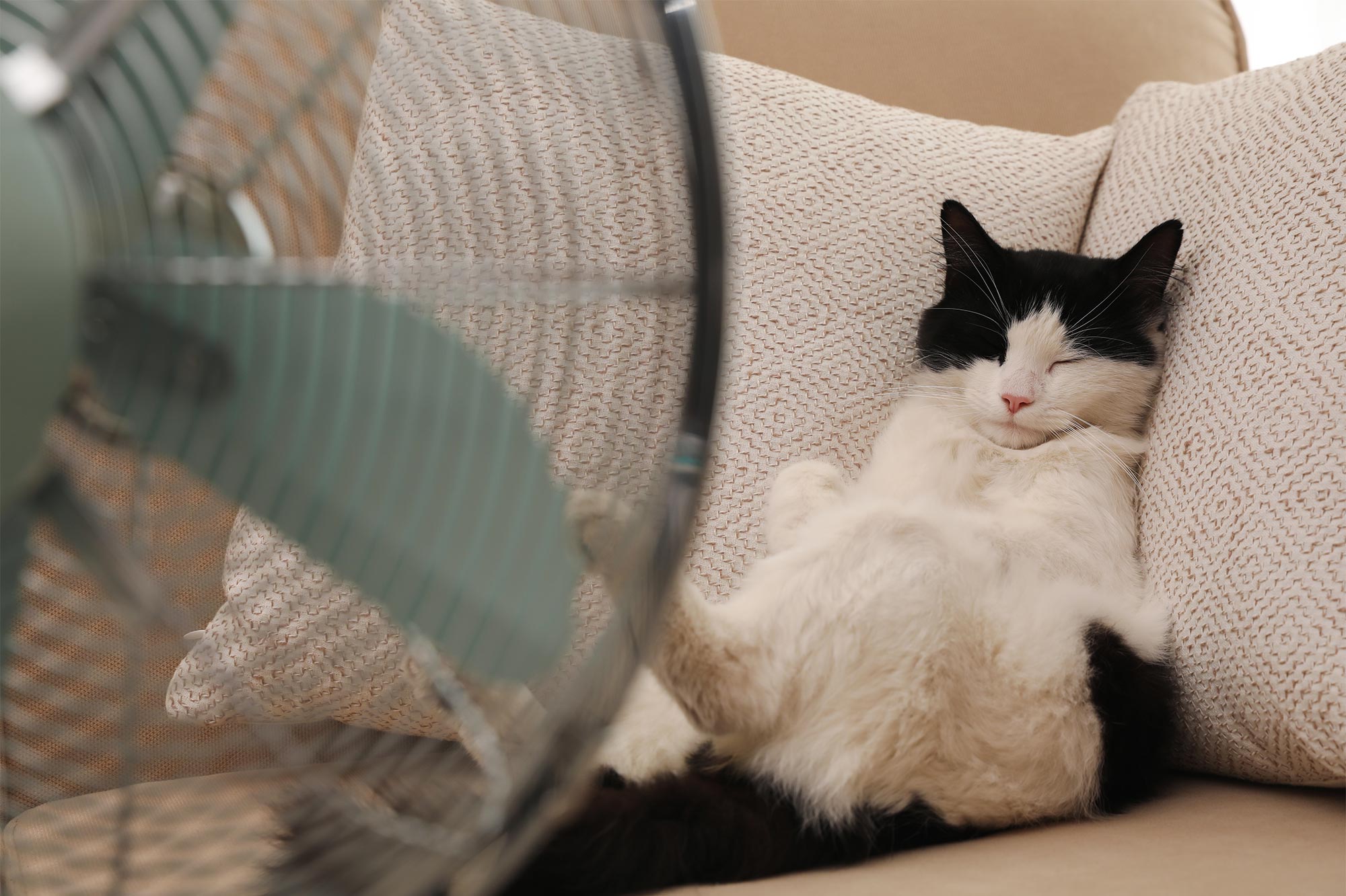 Preventing Heat Exhaustion in Texas Outdoor Cats