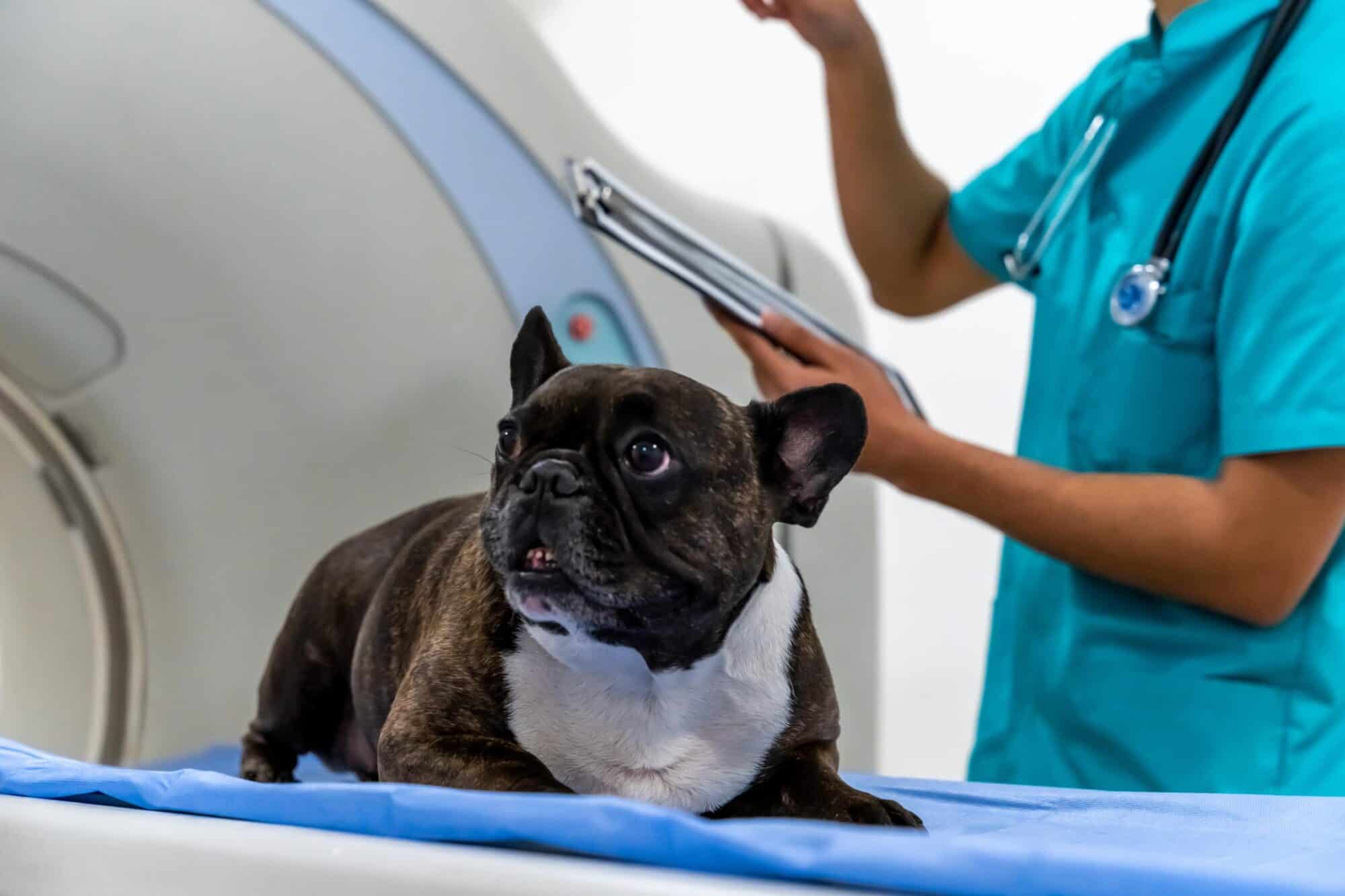 Dog waiting on MRI.