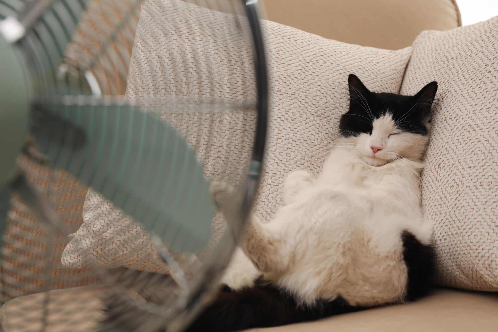 black and white cat laying in front of a fan.