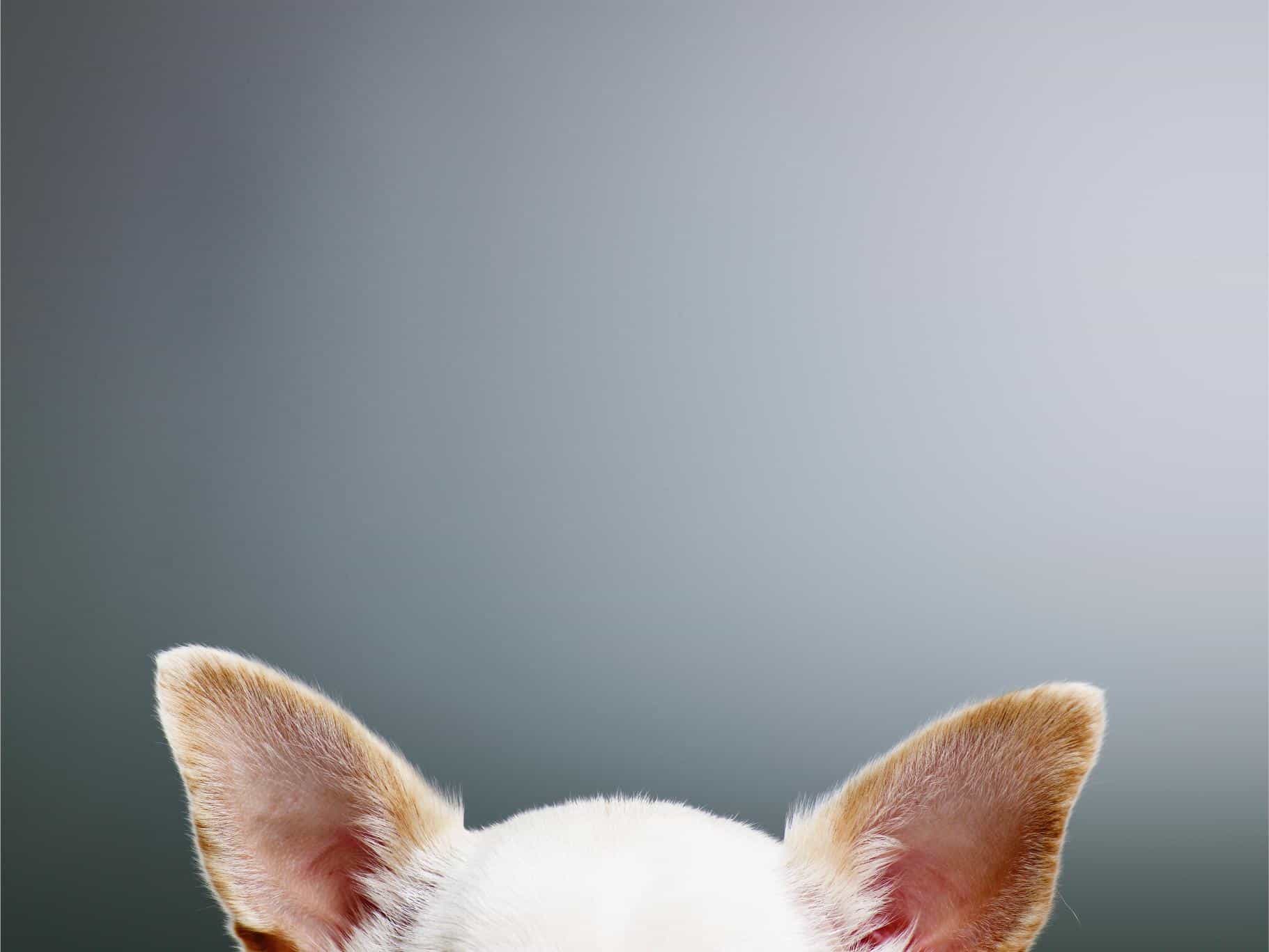 white dog ears.