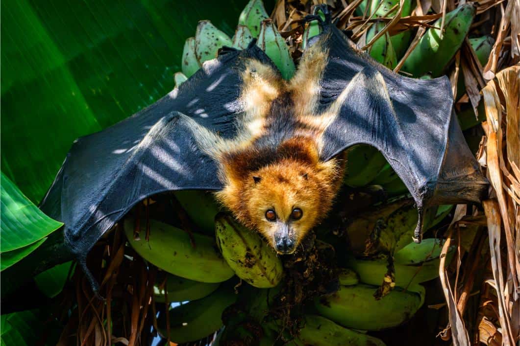 A bat on a banana tree.