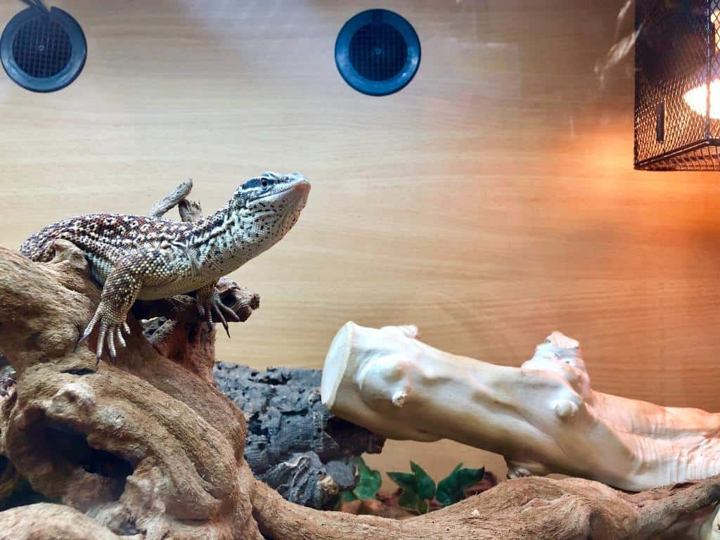 monitor lizard in terrarium.