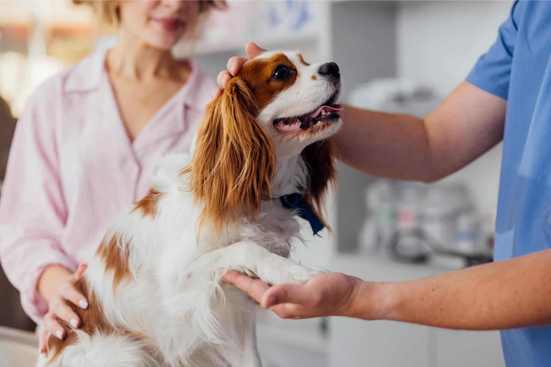 Integrative Medicine in Action: Combining Traditional and Alternative Care for Austin Pets