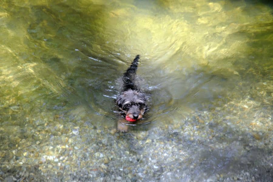 Austin Lakes and Leptospirosis Mud Zones