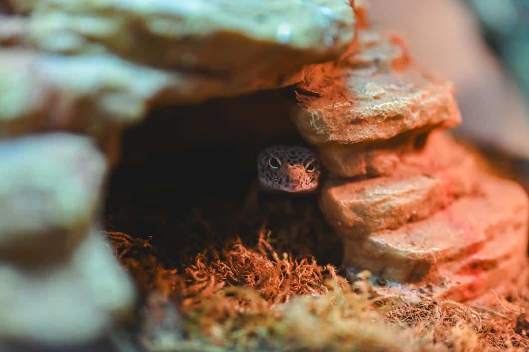 gecko peeking out from rock hideout.